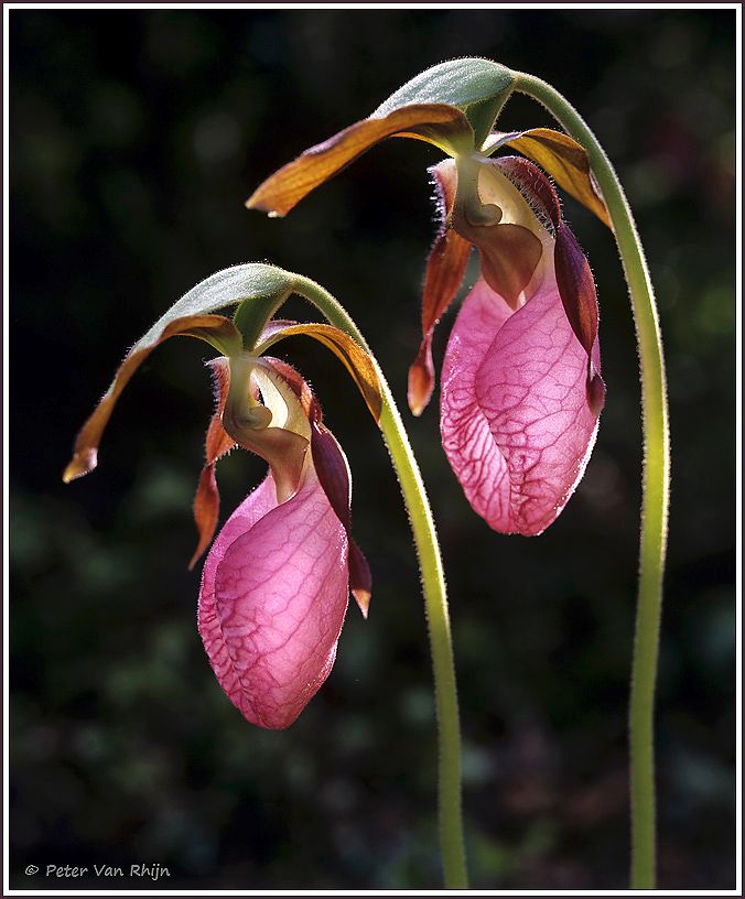 Moccasin Flower (cypripedium acaule)