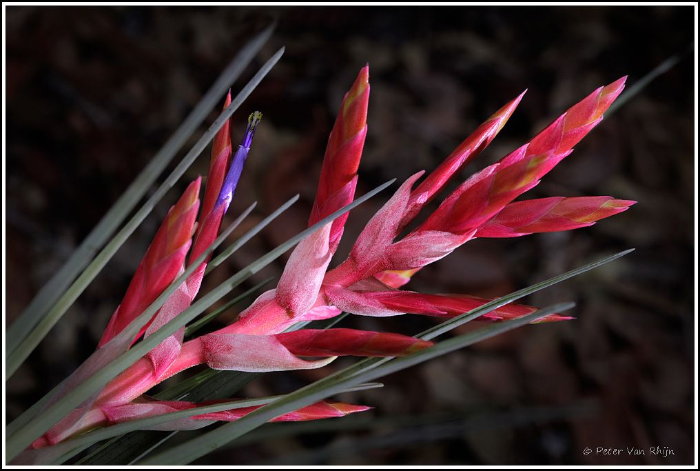 Tillandsia Fasciculata Giant Airplant