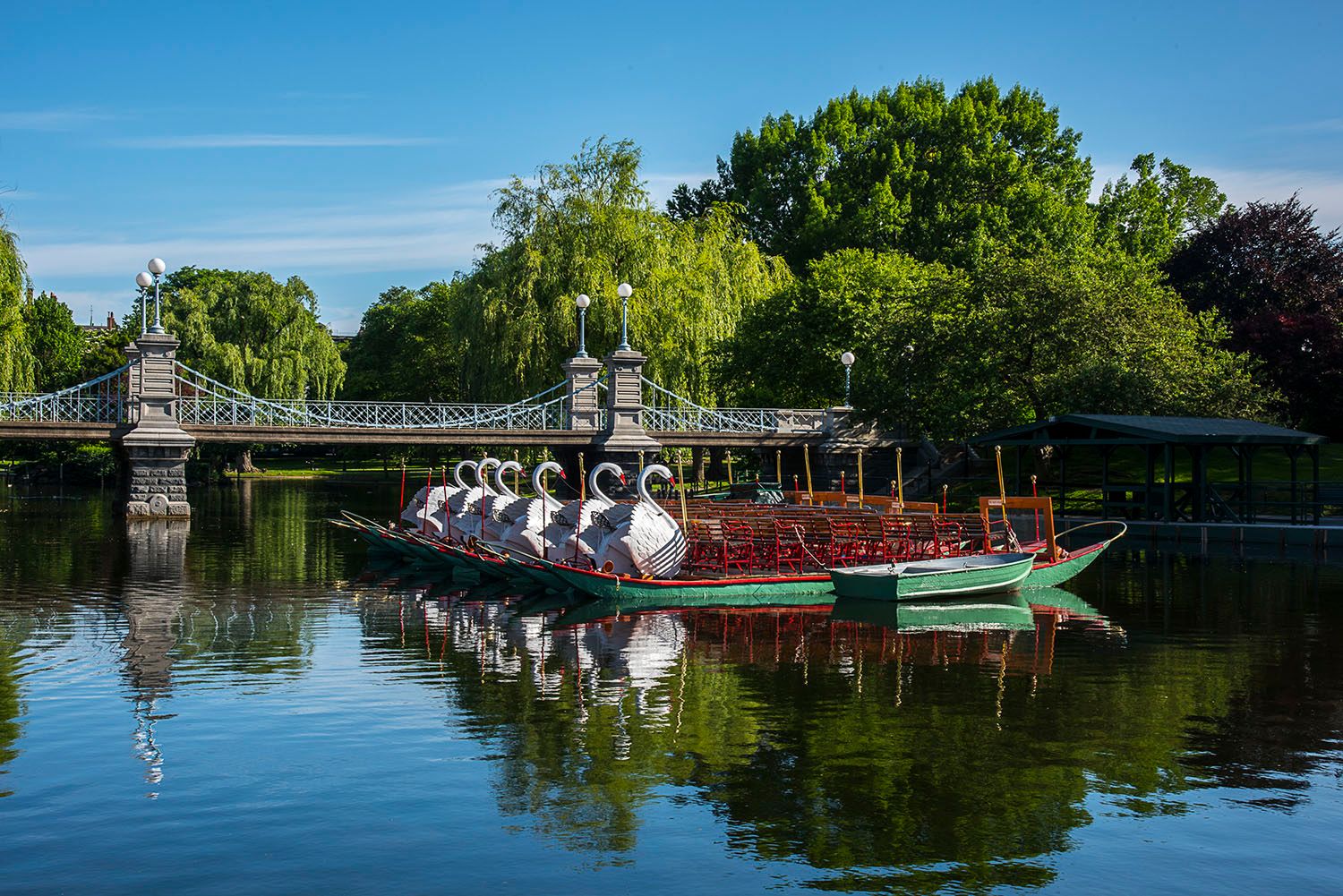 Swan Boats in Boston Public Garden