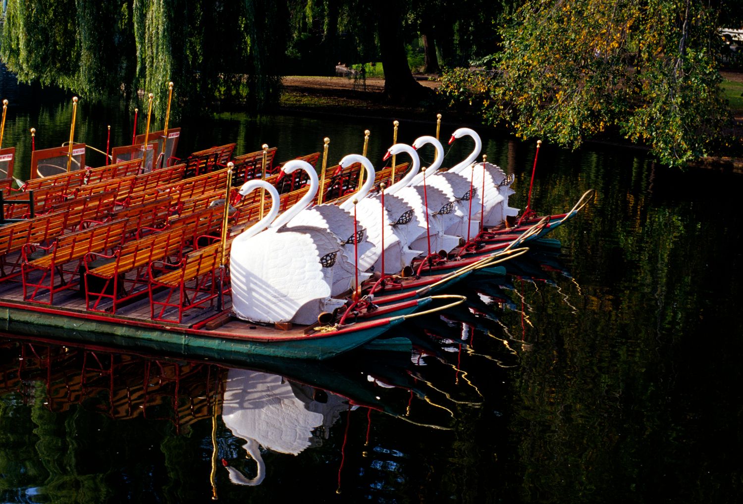 Swan Boats in the Boston Public Garden