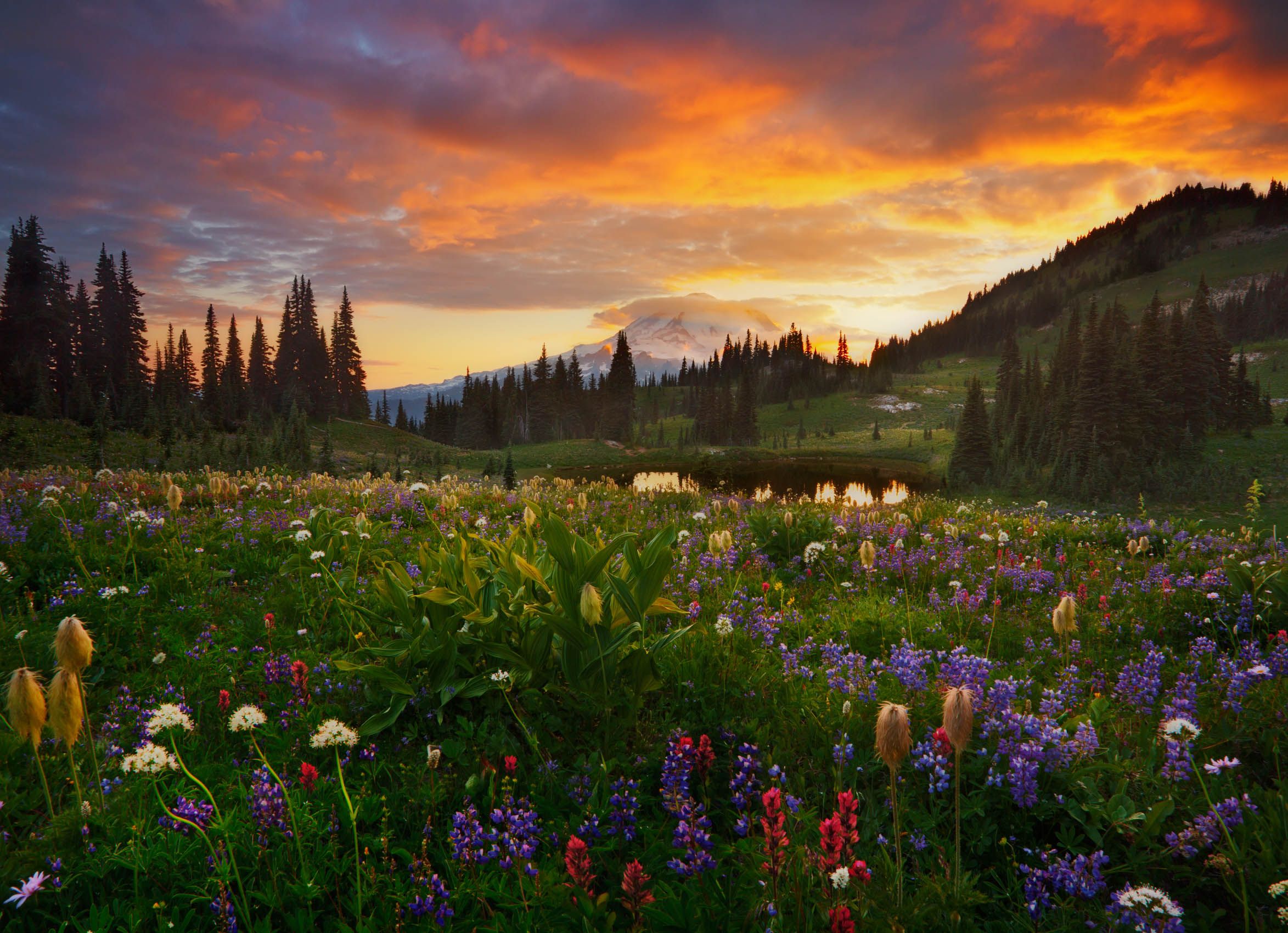 Chinook Pass, Washington Wildflowers, Wild Light