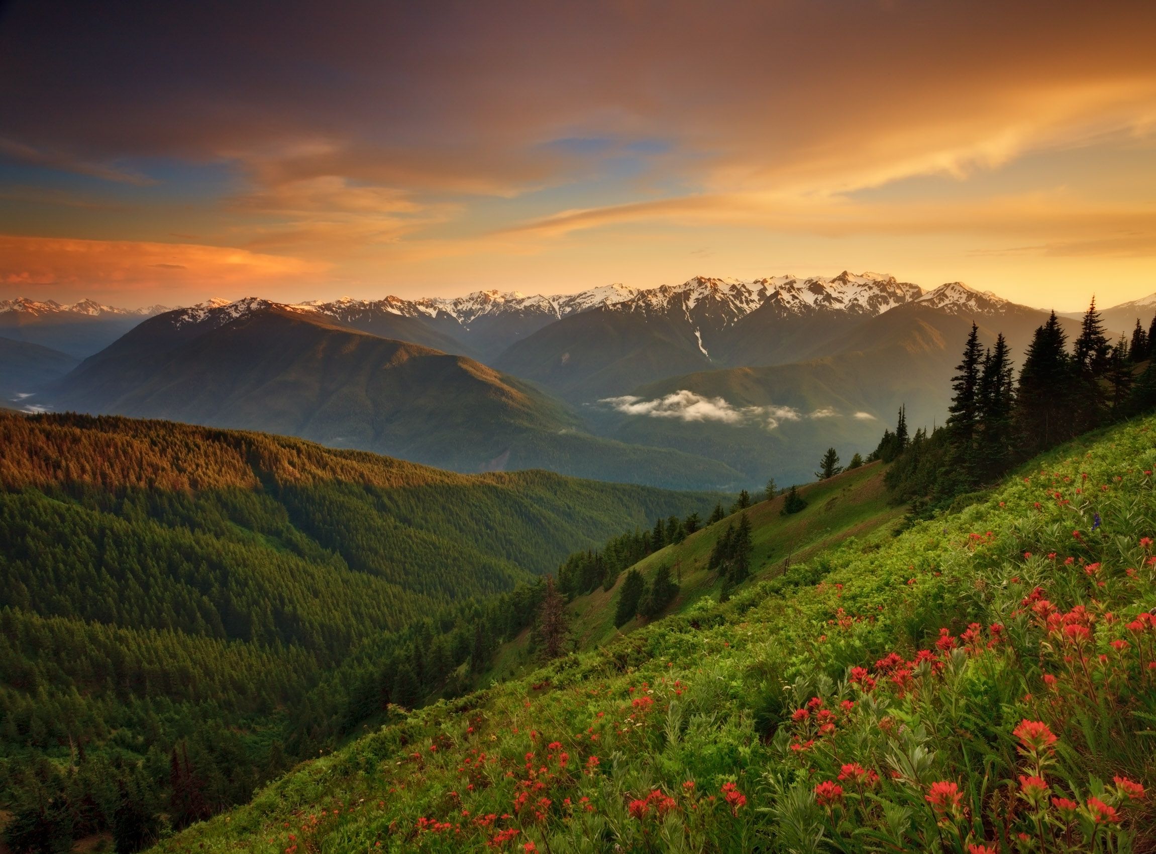 Olympic National Park, Washington Bad Luck and Wildflowers (Landscape)