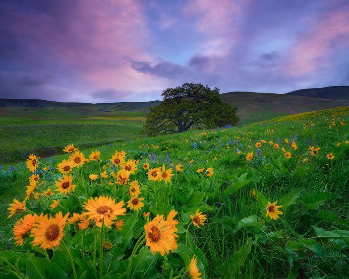 Columbia Hills State Park, Washington Soar