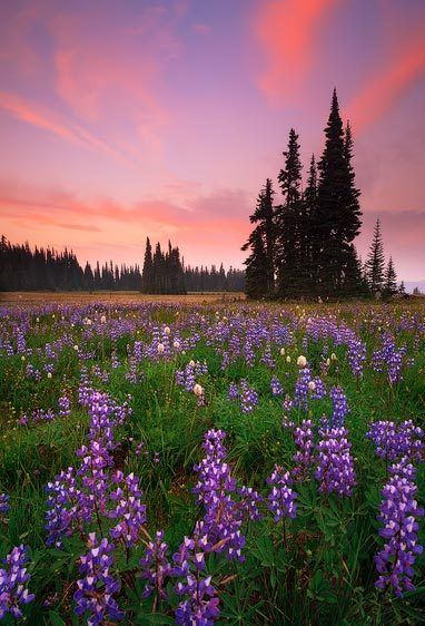 Mount Rainier National Park, Washington Purple Rayz
