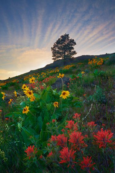 Colockum Pass, Central Washington Dean's Surprise