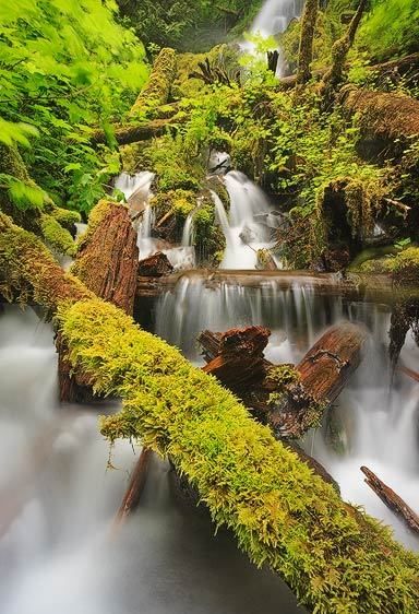 Olympic National Park, Washington Rainforest Cascade, Mineral Falls (Vertical)