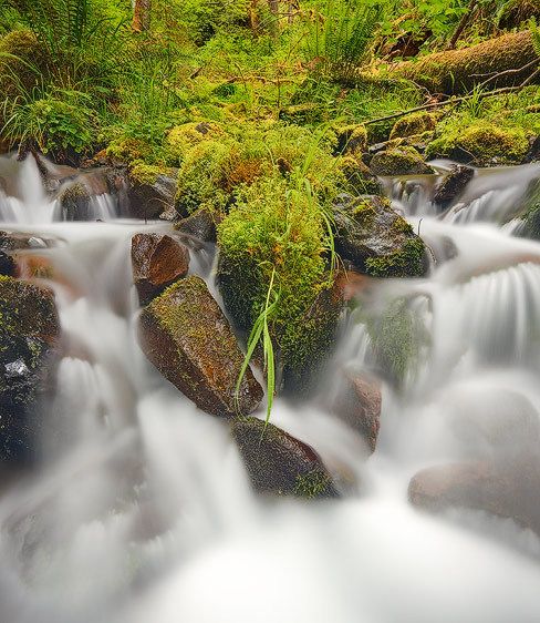 Olympic National Park, Washington Rainforest Cascade Symmetry