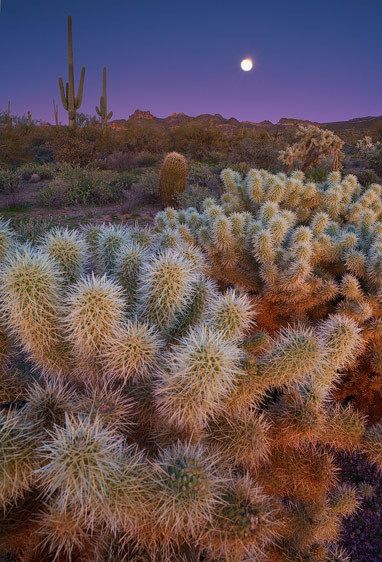 Sonoran Desert, Arizona Moonlight Cholla
