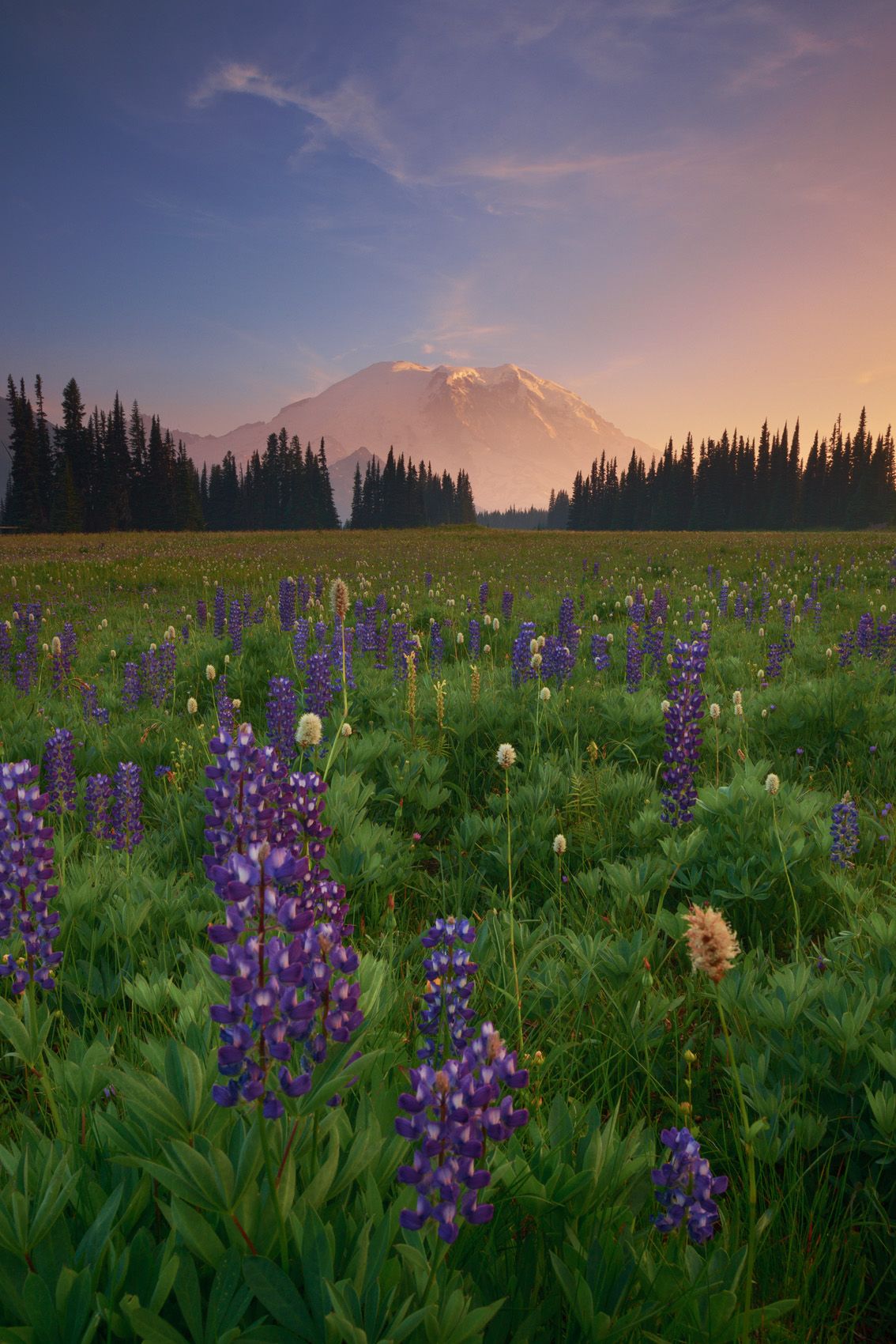 Mount Rainier National Park, Washington The Last Lupine