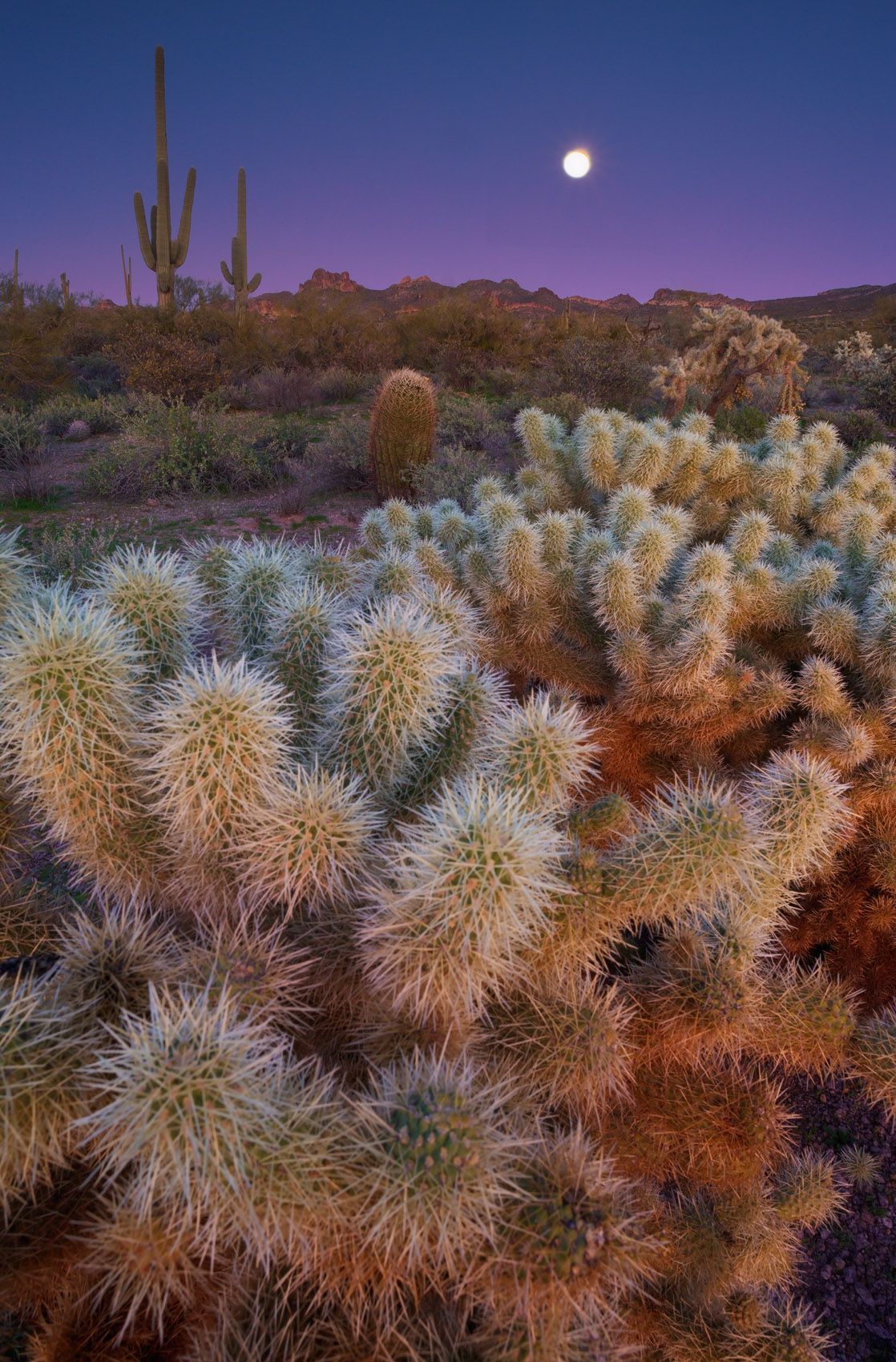 Sonoran Desert, Arizona Moonlight Cholla