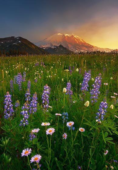Mount Rainier National Park, Washington Grand