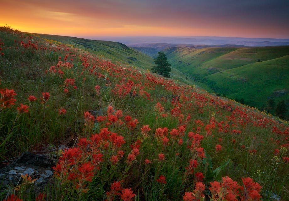 Colockum Pass, Central Washington Paintbrush Wait for Dawn