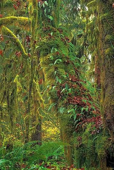 Olympic National Park, Washington Symbiosis, Quinault Rainforest in Autumn