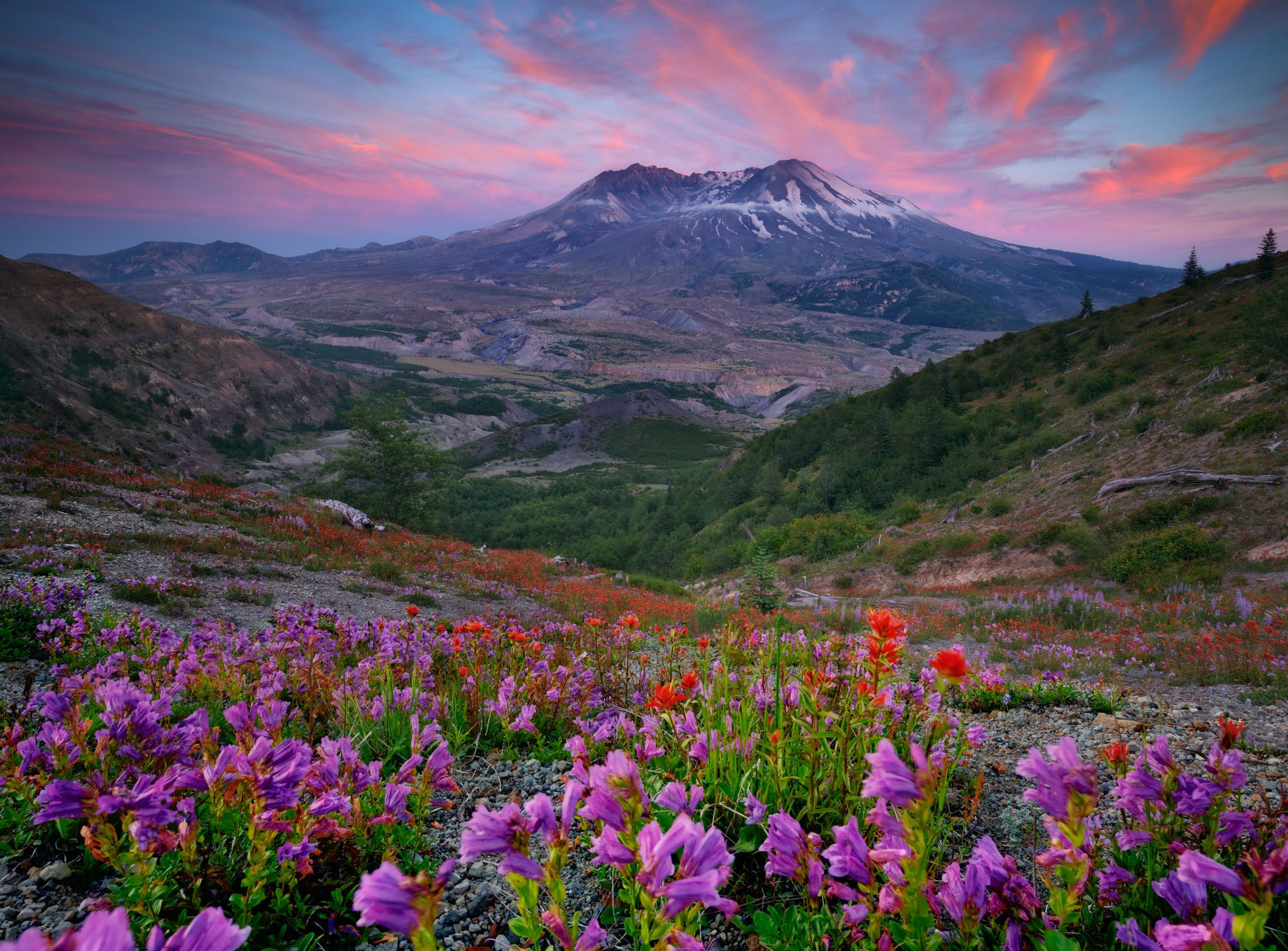 Mount St. Helens National Monument, Washington State. Judges' Choice Award, North American Nature Photography Association (NANPA) Showcase 2018 Competition. Penstemon and Paintbrush Tapestry