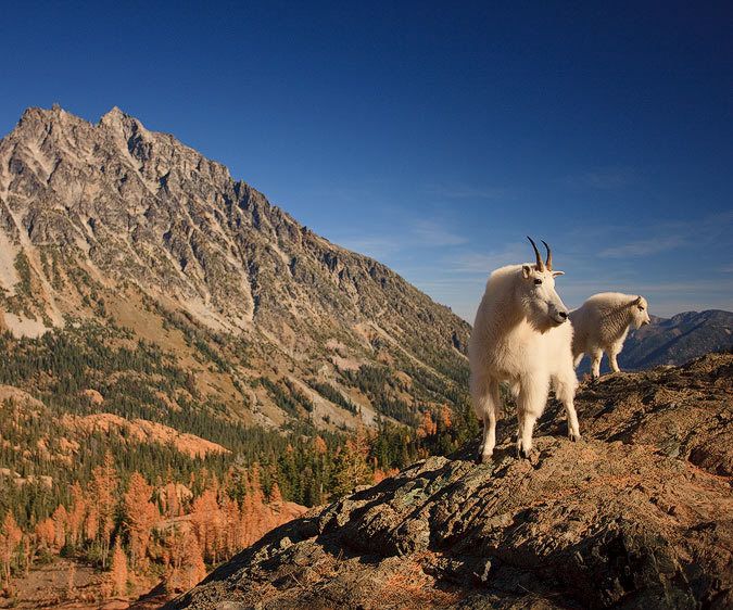 Central Cascades, Washington Mentor and Apprentice
