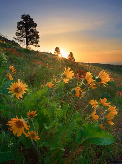 Colockum Pass, Central Washington Dusk on the Brewton