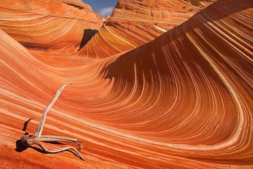 Vermillion Cliffs / Paria Canyon, Arizona Bleached Juniper and Sandstone, The Wave