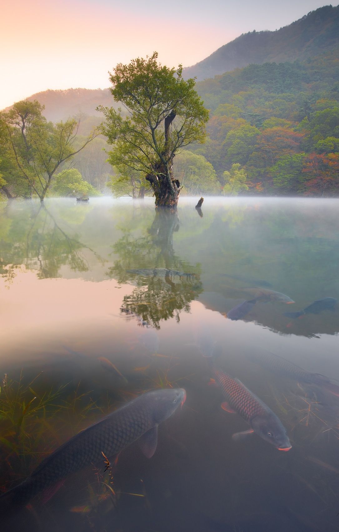Ju Wang San National Park, South Korea. Judges' Choice Award, North American Nature Photography Association (NANPA) Showcase 2018 Competition. Early Autumn, JuSanJi