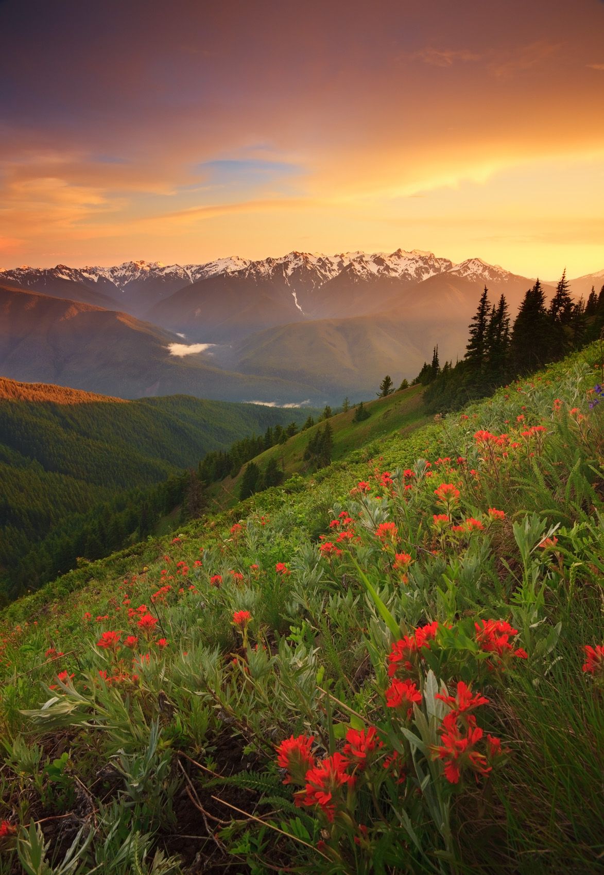 Olympic National Park, Washington Bad Luck and Wildlowers (Portrait)