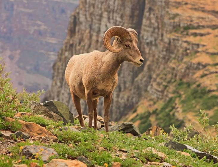 Glacier National Park, Montana Bighorn Ram, Grinnell Glacier Overlook