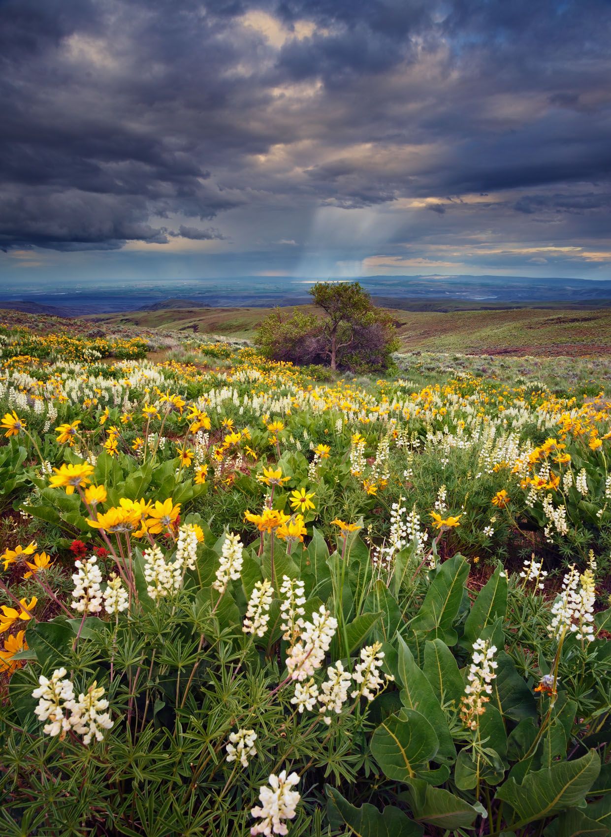 Colockum Pass, Central Washington Have Mercy