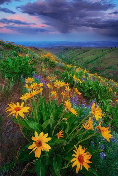 Colockum Pass, Central Washington Impending Storm at Dawn