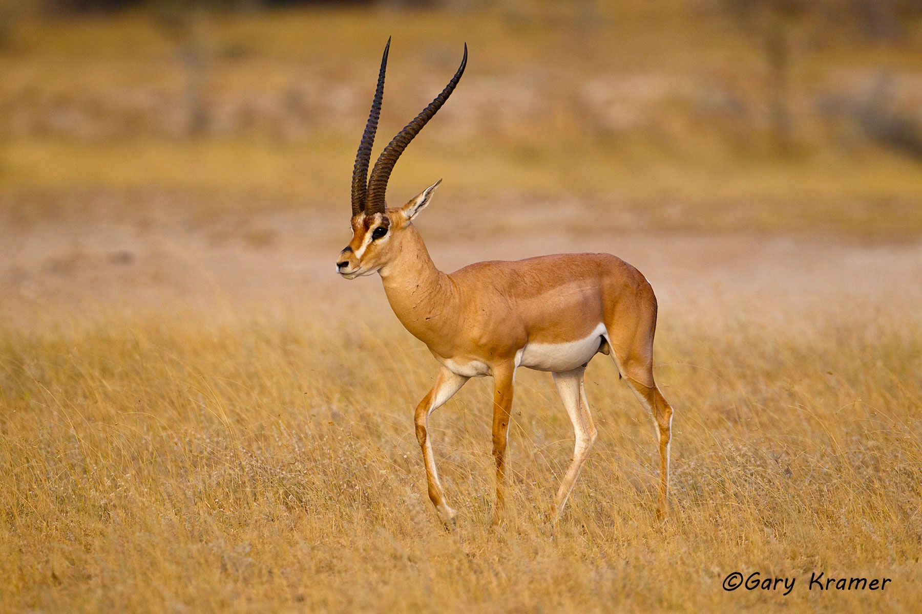 gazelle raw ochre