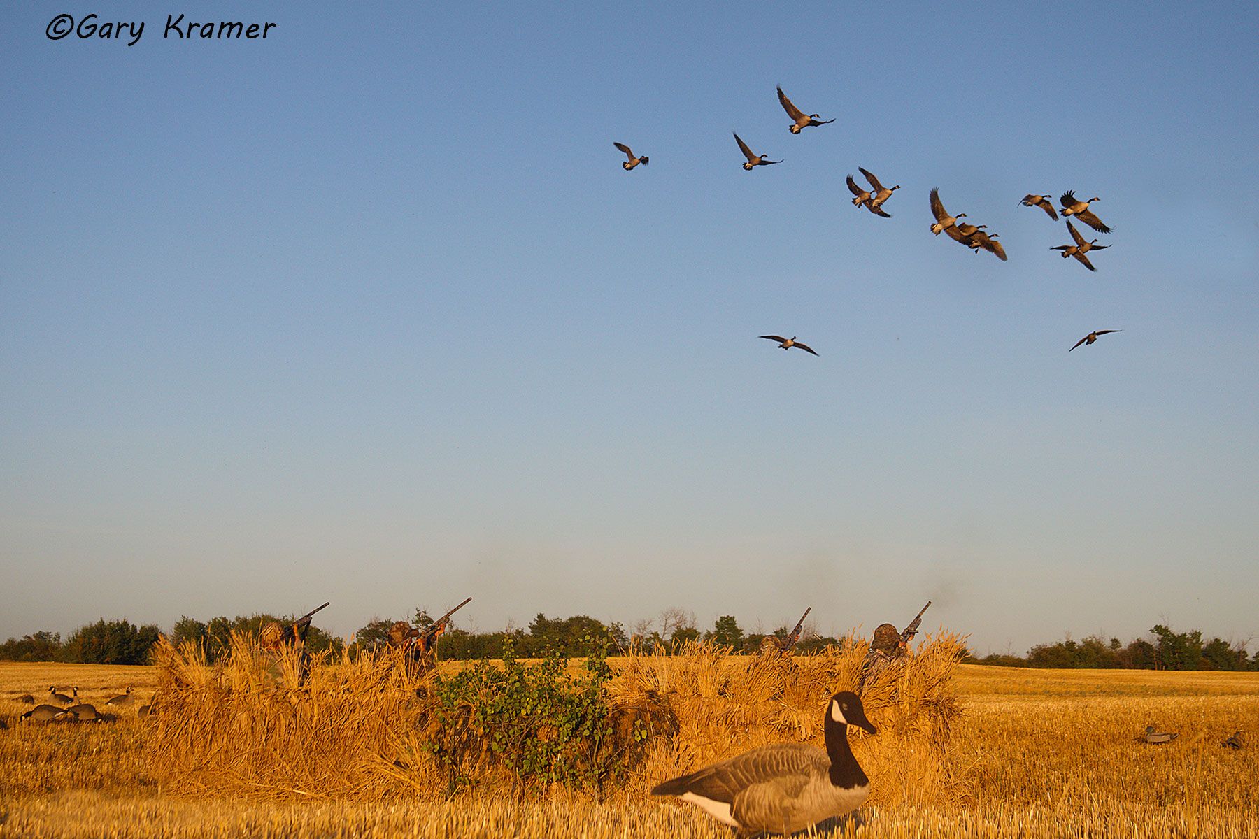 North America Waterfowl Gary Kramer Photographer / Writer