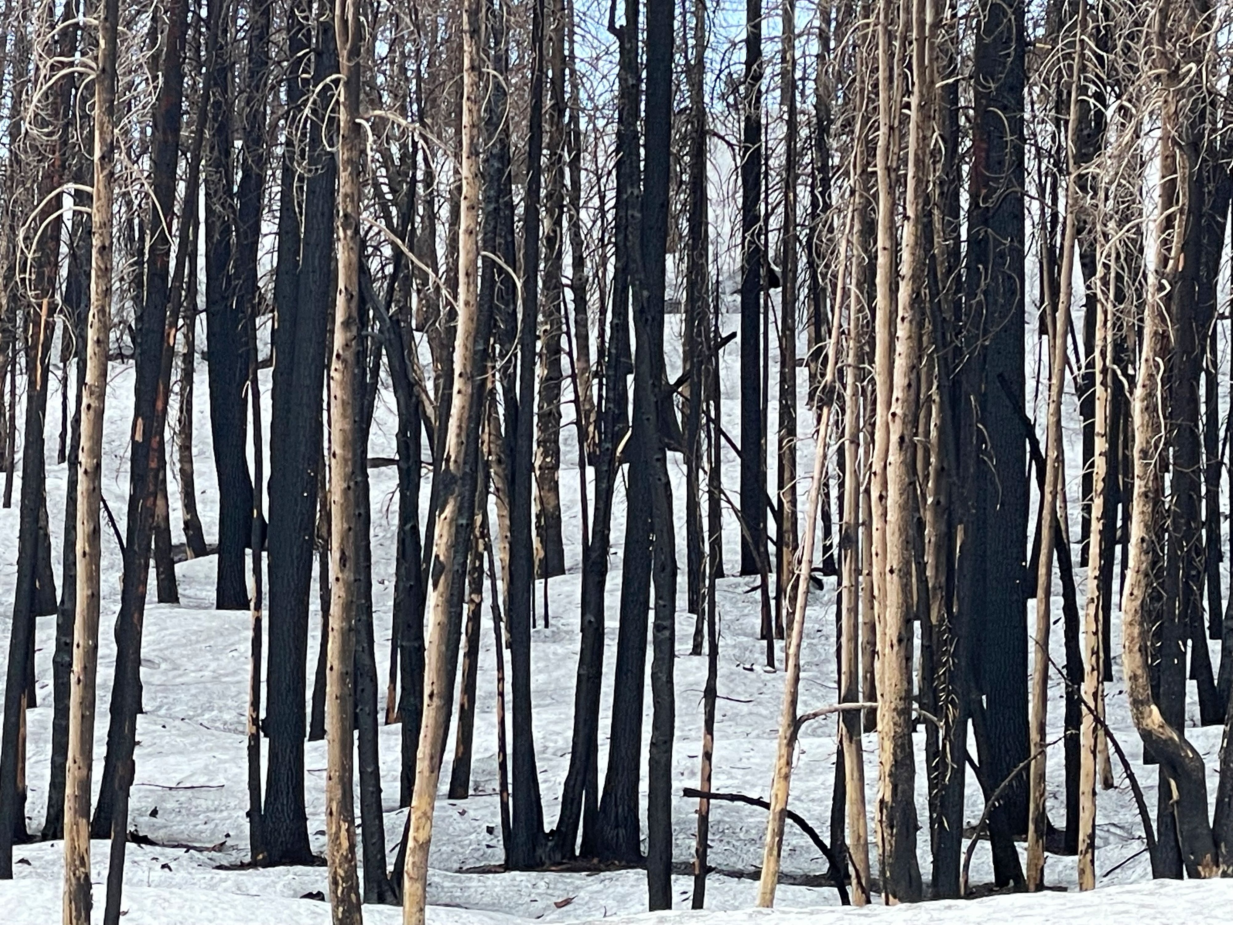 Burnt Trees 