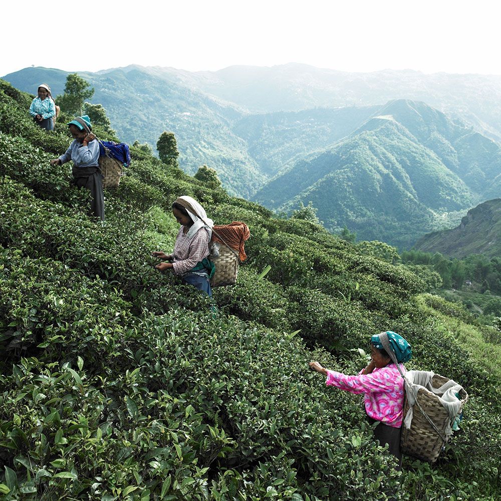 TEA GARDEN_02.jpg