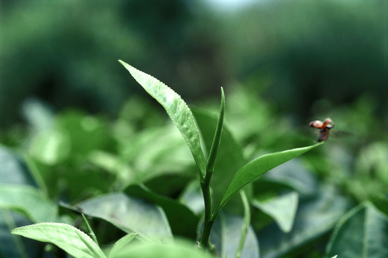 TEA GARDEN_12.jpg