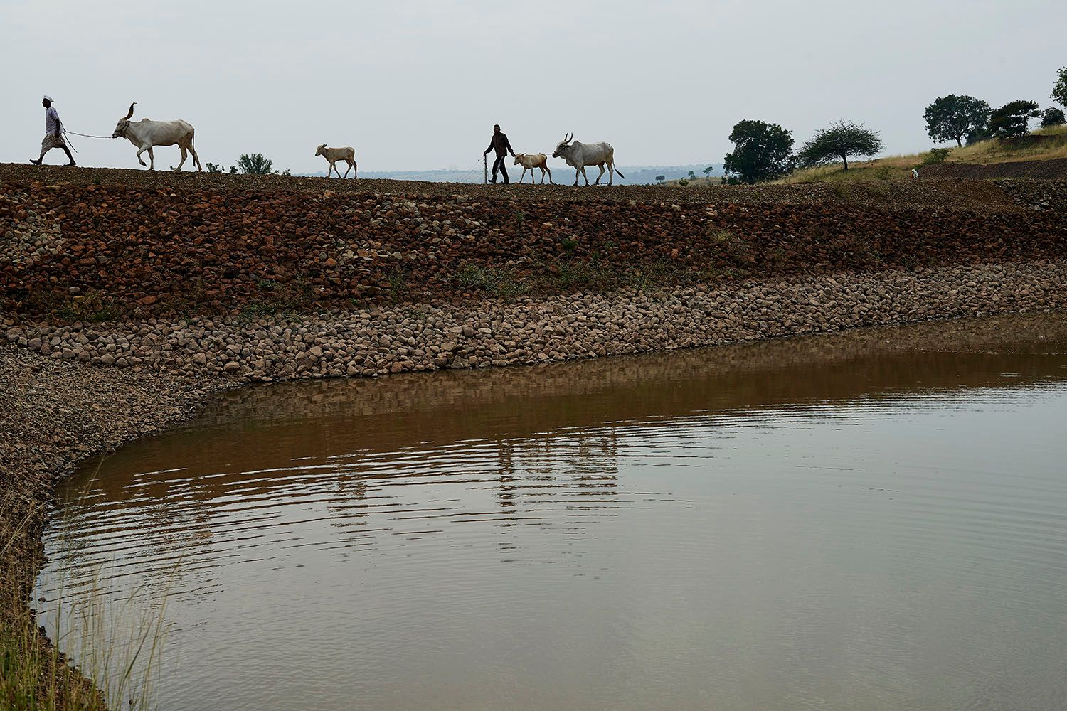 INDIAN FARMER_02.jpg