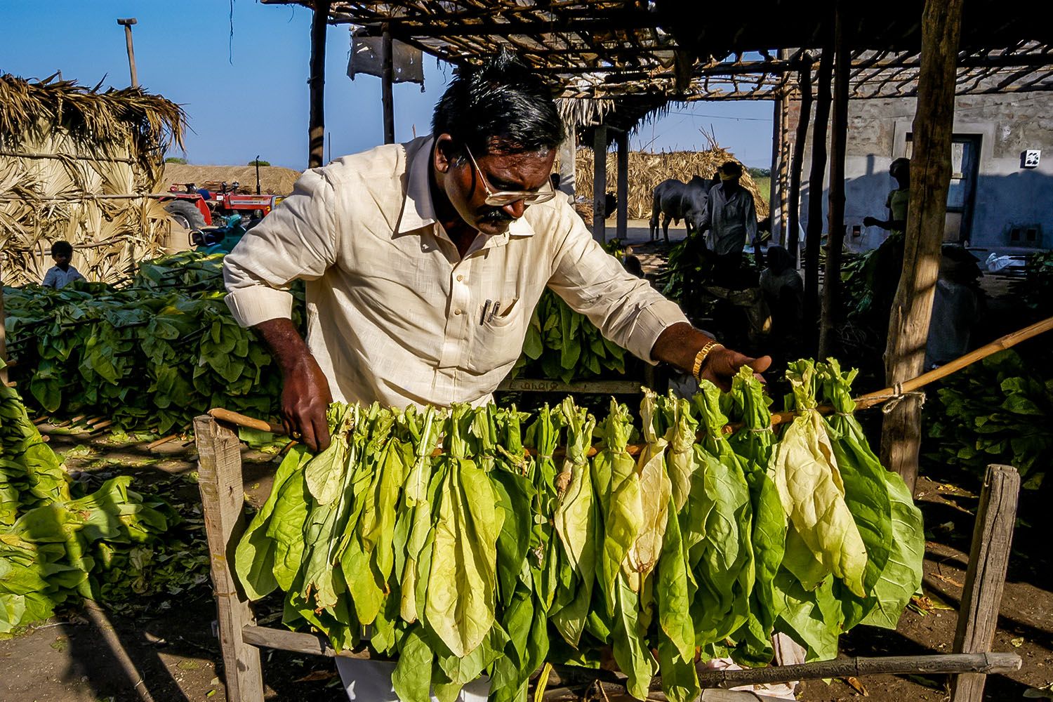 TOBACO FARMER_4.jpg