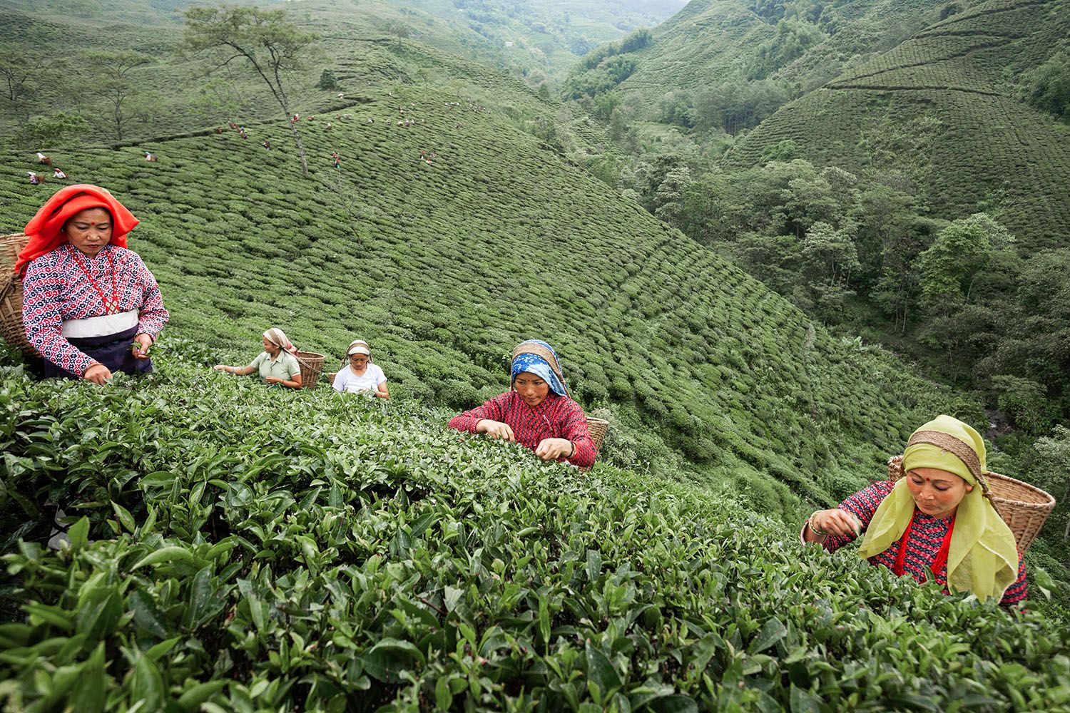 TEA GARDEN_07.jpg