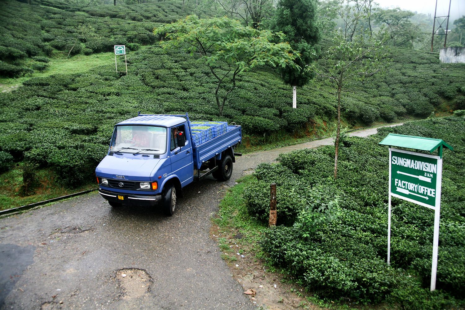 TEA GARDEN_08.jpg