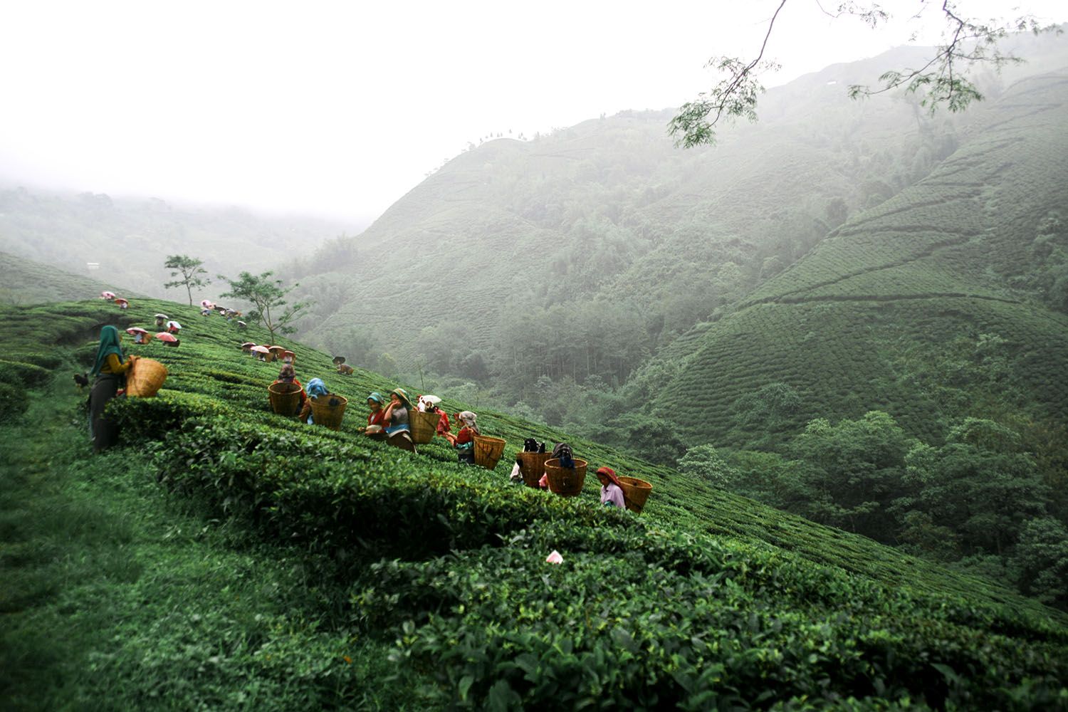 TEA GARDEN_13.jpg