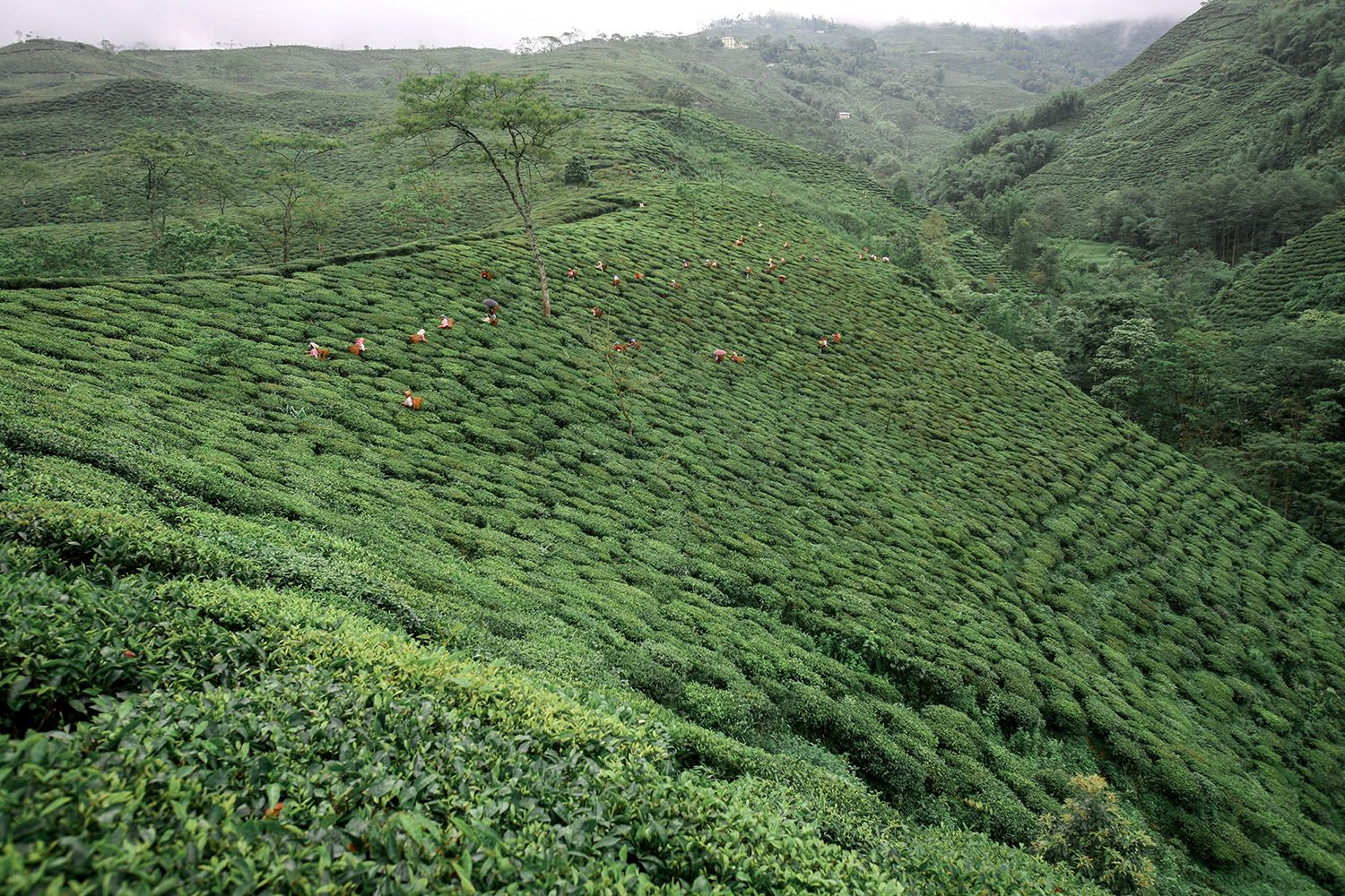 TEA GARDEN_06.jpg