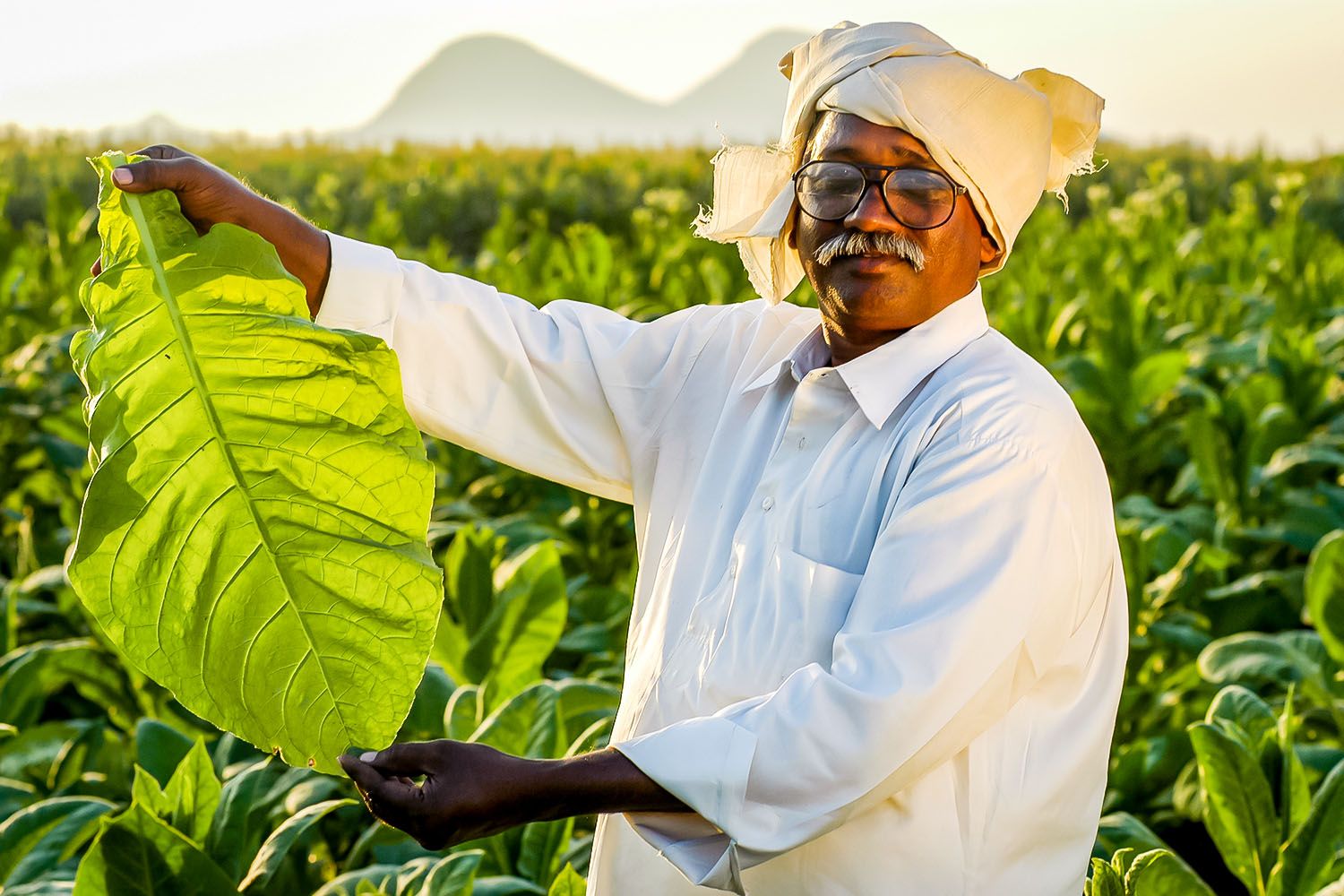 TOBACO FARMER_2.jpg