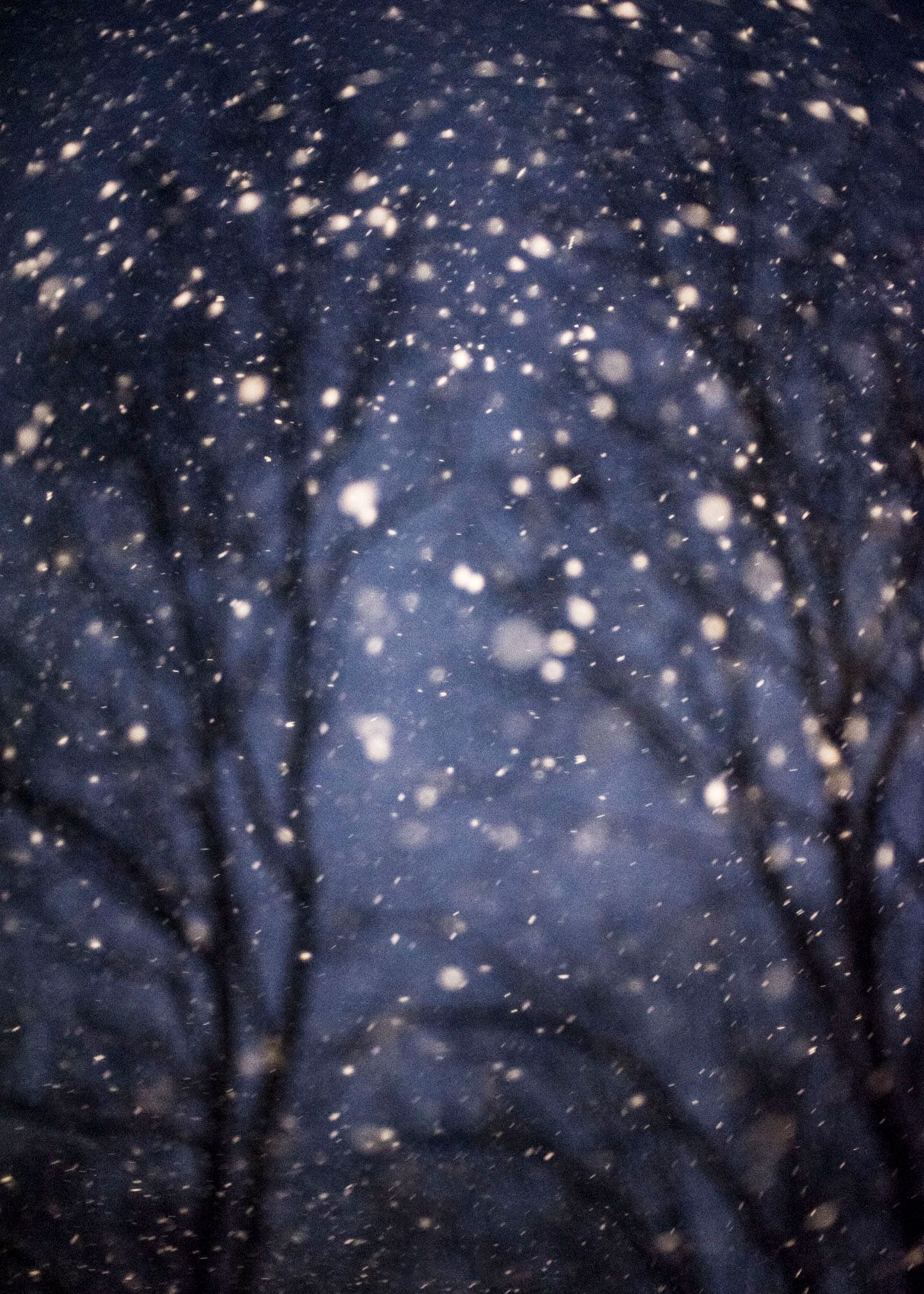 snowstorm in the woods, snow in the forest