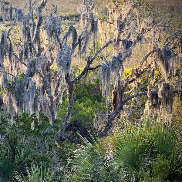 Spanish-Moss.jpg