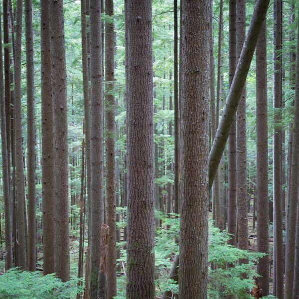 west_coast_NB.jpg