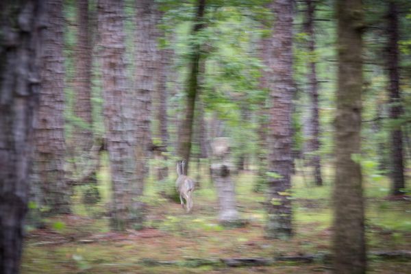 Deer in the Pine Barrens