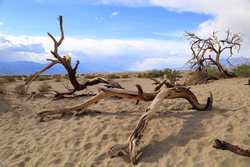 Mesquite Sand Dunes, Death Valley, California Death Valley April 2014 070.jpg