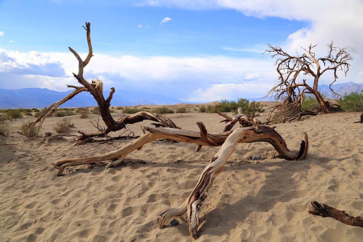 Death Valley dried trees Dried up tree branches at Mesquite Sand Dunes