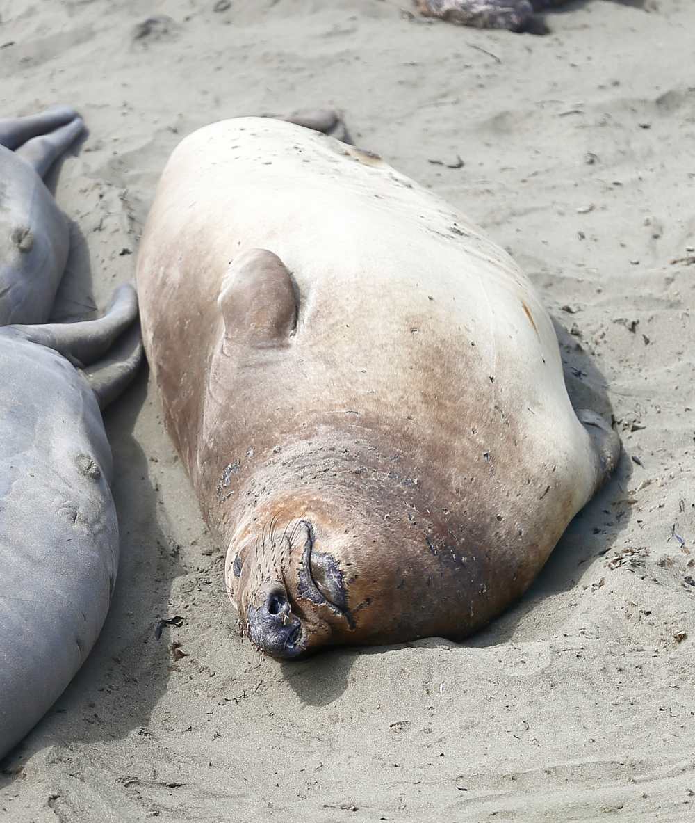 ElephantSeals201829.jpeg