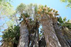JoshuaTreeBestHigh18.JPG