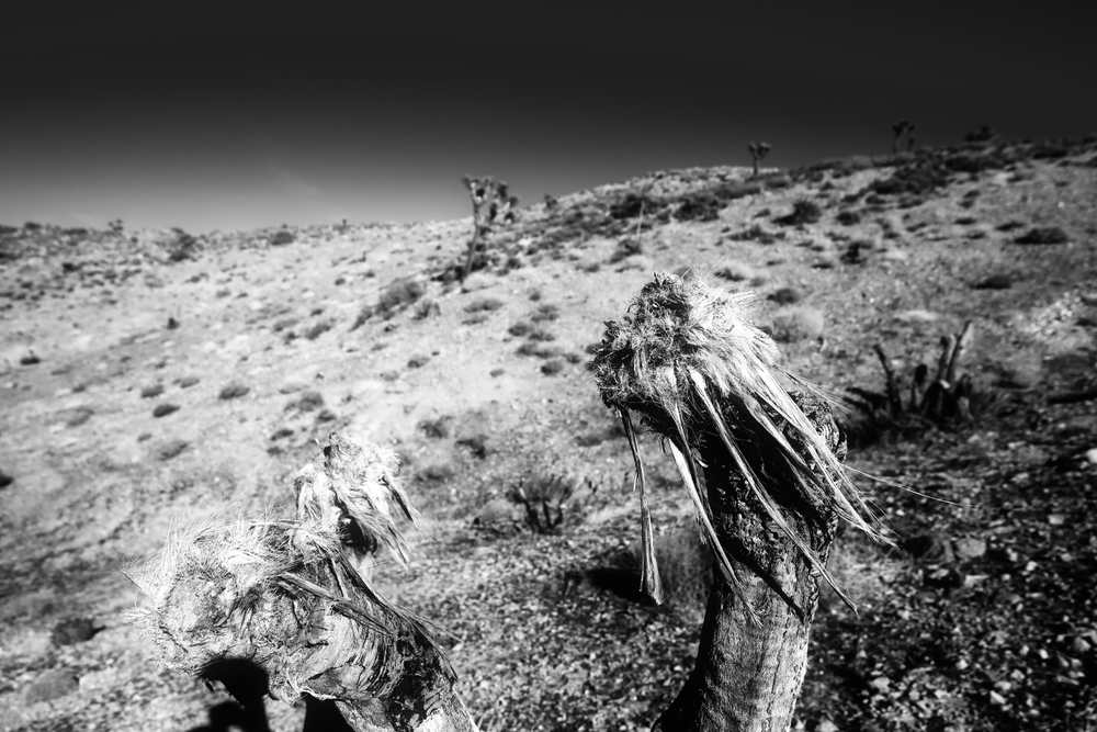 Joshua Tree National Park old trees Joshua Tree National Park BW trees