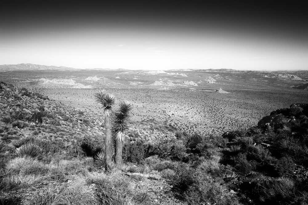 Joshua Tree National Park from the top Joshua Tree National Park vista