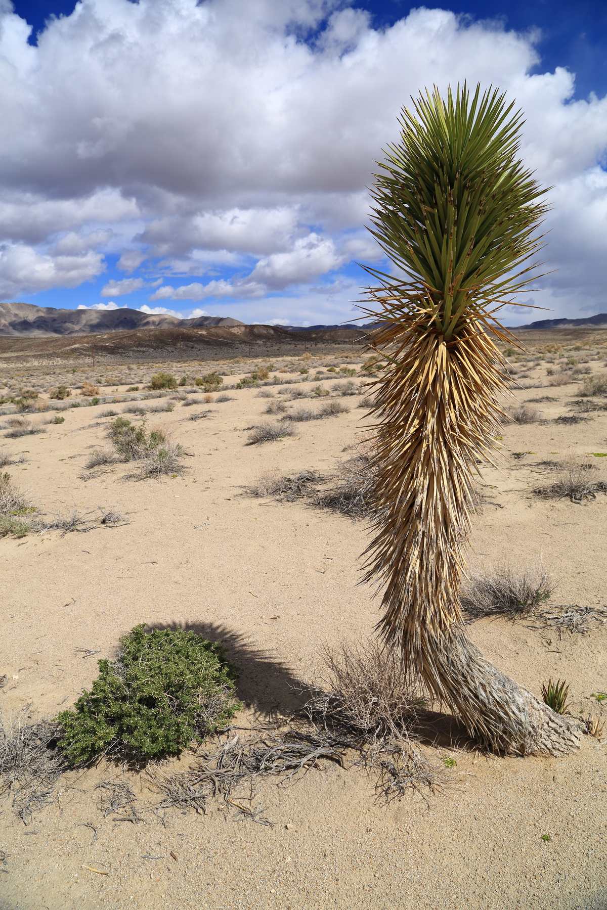 Joshua Tree in Death Valley Desert plant on the way
