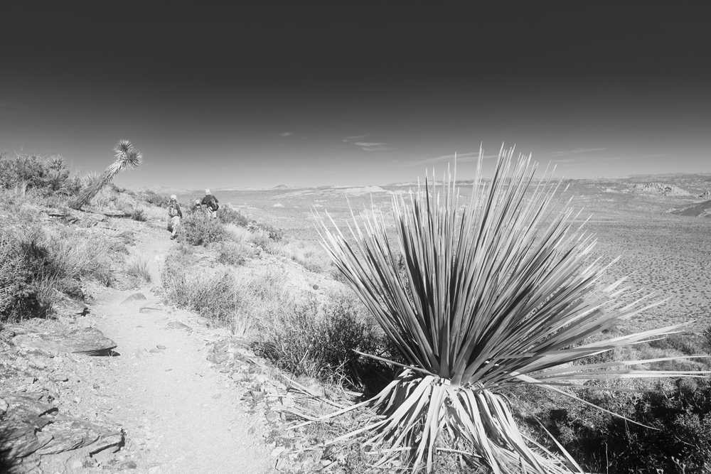 Joshua Tree National Park vista Joshua Tree National Park